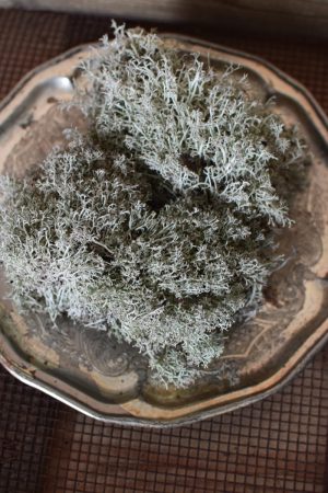Silbermoos frisch Moss zum Kreativsein und Basteln im Mrs Greenery Shop bestellen