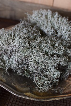 Silbermoos frisch Moss zum Kreativsein und Basteln im Mrs Greenery Shop bestellen