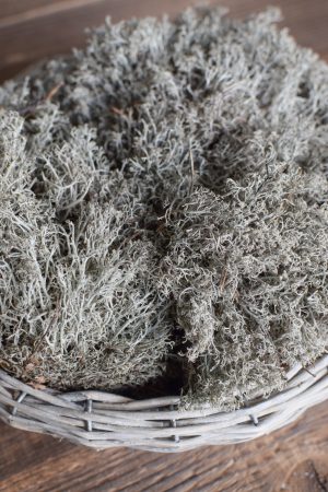 Silbermoos trocken getrocknetes Moos für deine Naturdeko Naturmaterial Moos Trocken Dekoidee DIY
