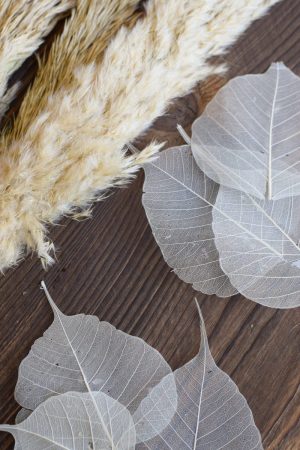 Skelettblätter: getrocknetes Naturmaterial für deine Naturdeko. Basteln Kreativsein Natur Blatt Blätter trocken