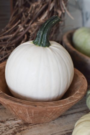 Snowball groß weiß Zierkürbis Kürbis Herbstdeko im Mrs Greenery Shop bestellen kaufen