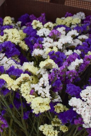 Statice getrocknet. Strandflieder Meerlavendel Sommer Mix pastell. Trockenblumen Kreativsein vom Mrs Greenery Shop