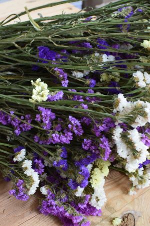 Statice getrocknet. Strandflieder Meerlavendel Sommer Mix pastell. Trockenblumen Kreativsein vom Mrs Greenery Shop