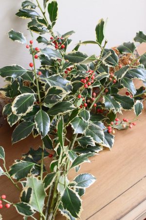 Stechpalme Ilex rote Beeren frisch Wintergrün frisch Kranzbinden Winterdeko Herbstdeko kreativsein im Mrs Greenery Shop bestellen kaufen
