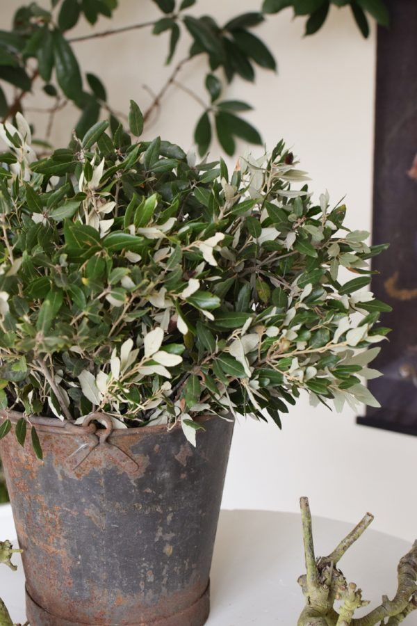 Steineiche Eiche Bund mit grünen Blättern Gehölz Greenery Deko DIY Naturdeko im Mrs Greenery Shop bestellen Naturdeko