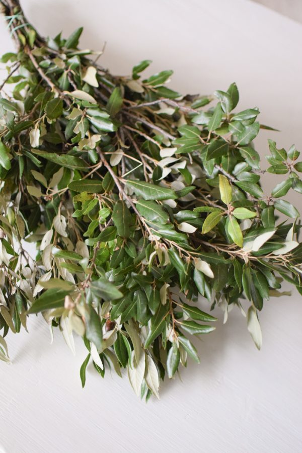 Steineiche Eiche Bund mit grünen Blättern Gehölz Greenery Deko DIY Naturdeko im Mrs Greenery Shop bestellen Naturdeko