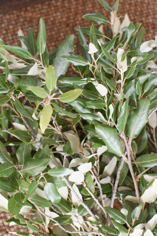 Steineiche Eiche Bund mit grünen Blättern Gehölz Greenery Deko DIY Naturdeko im Mrs Greenery Shop bestellen Naturdeko