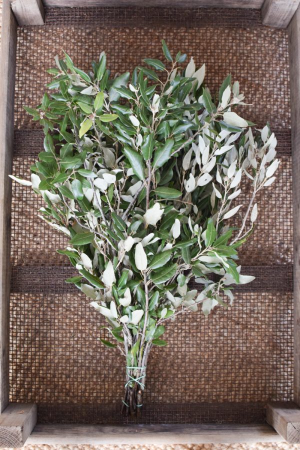 Steineiche Eiche Bund mit grünen Blättern Gehölz Greenery Deko DIY Naturdeko im Mrs Greenery Shop bestellen Naturdeko