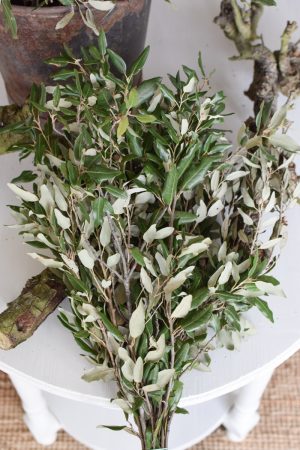 Steineiche Eiche Bund mit grünen Blättern Gehölz Greenery Deko DIY Naturdeko im Mrs Greenery Shop bestellen Naturdeko