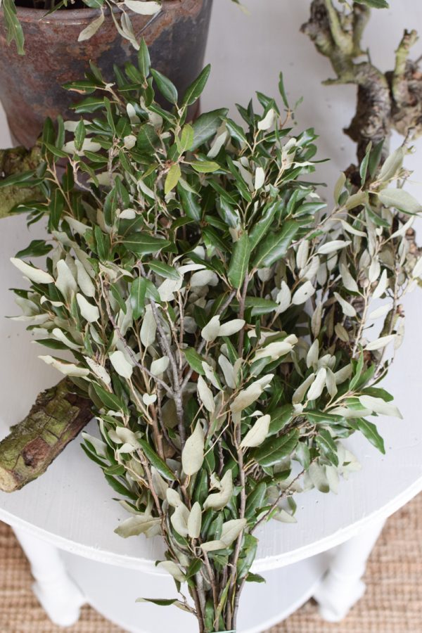 Steineiche Eiche Bund mit grünen Blättern Gehölz Greenery Deko DIY Naturdeko im Mrs Greenery Shop bestellen Naturdeko