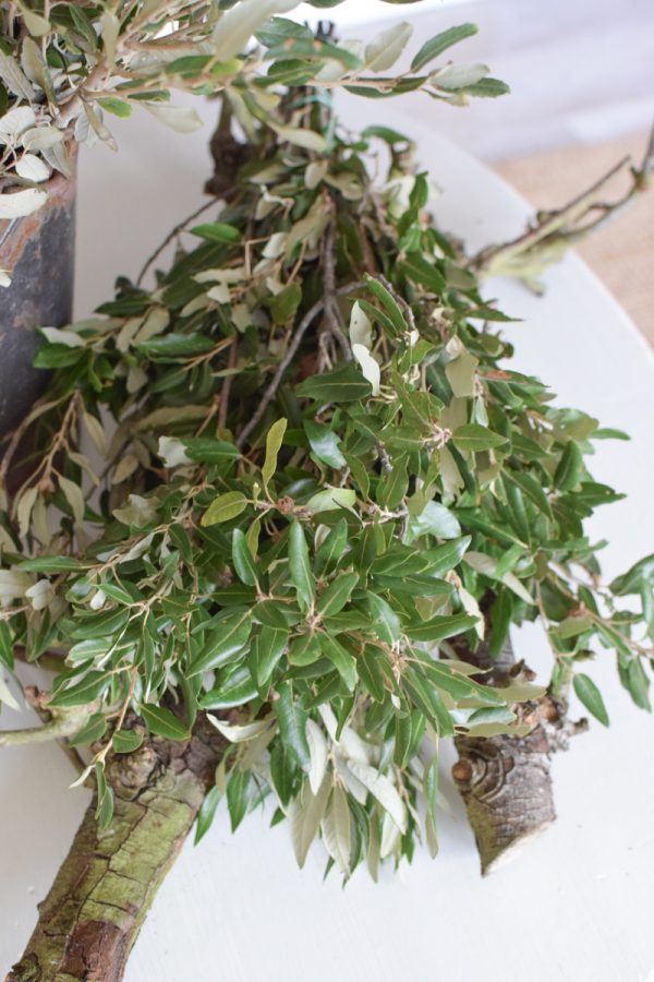 Steineiche Eiche Bund mit grünen Blättern Gehölz Greenery Deko DIY Naturdeko im Mrs Greenery Shop bestellen Naturdeko