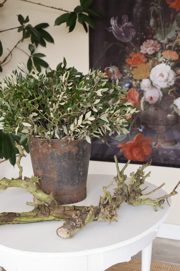 Steineiche Eiche Bund mit grünen Blättern Gehölz Greenery Deko DIY Naturdeko im Mrs Greenery Shop bestellen Naturdeko