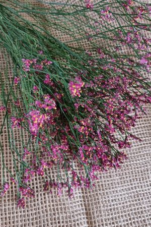 Strandflieder rot violett gelb Limonium im Mrs Greenery Shop bestellen kaufen