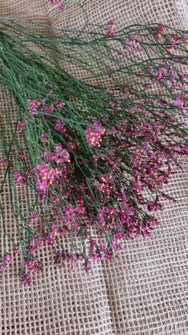 Strandflieder rot violett gelb Limonium im Mrs Greenery Shop bestellen kaufen