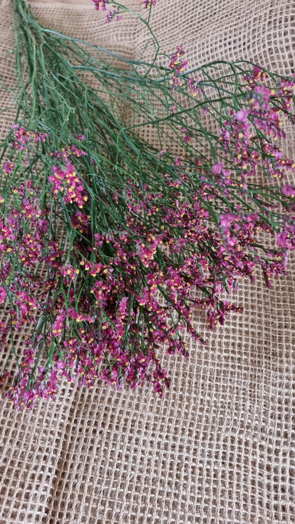 Strandflieder rot violett gelb Limonium im Mrs Greenery Shop bestellen kaufen