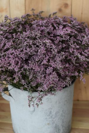 Strandflieder Statice pink rosa frisch bund Naturdeko Naturmaterialien Kreativsein