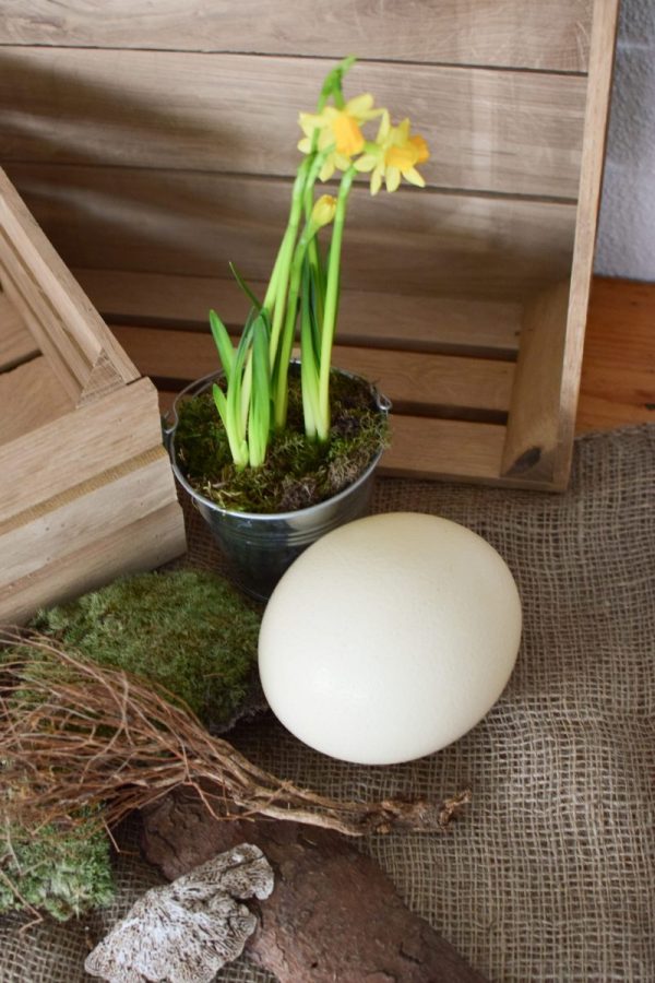 Osterdeko mit Straußenei. Dekoidee Ostern Ei Eier. Dekorieren mit Naturmaterialien