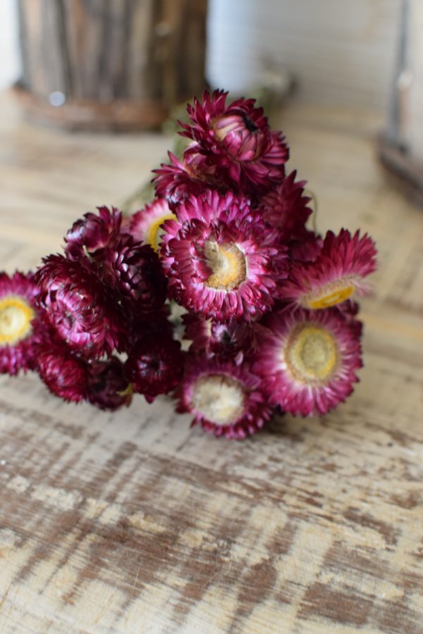 Strohblume Rodanthe Rhodante Trockenblumen Sommerdeko Naturdeko getrocknet im Mrs Greenery Shop bestellen kaufen