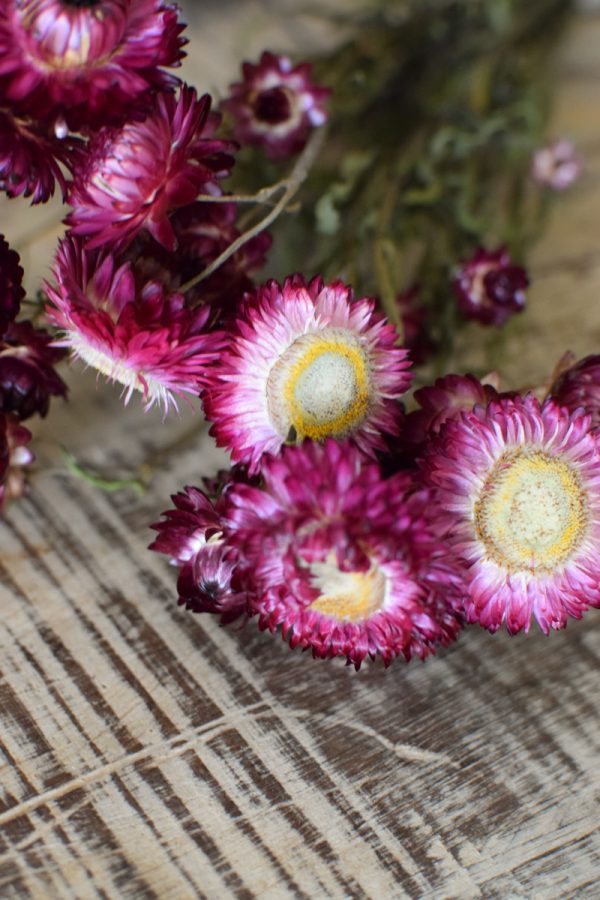 Strohblume Rodanthe Rhodante Trockenblumen Sommerdeko Naturdeko getrocknet im Mrs Greenery Shop bestellen kaufen