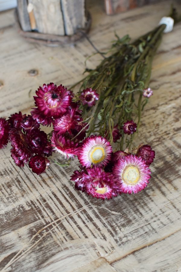 Strohblume Rodanthe Rhodante Trockenblumen Sommerdeko Naturdeko getrocknet im Mrs Greenery Shop bestellen kaufen