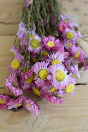 Strohblume Acroclinium rosa pink getrocknet im Bund Trockenblumen Kranz Kränze Kranzbinden