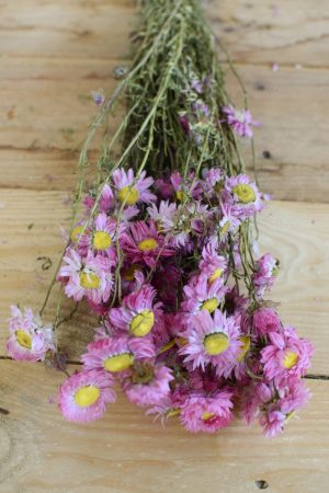 Strohblume Acroclinium rosa pink getrocknet im Bund Trockenblumen Kranz Kränze Kranzbinden