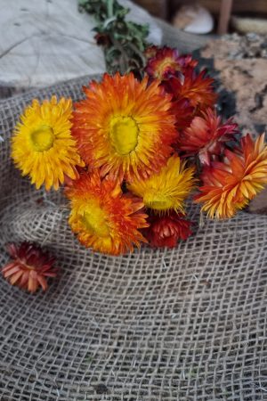 Strohblume Rodanthe Rhodanthe Helichrysum Blüten orange gelb Trockenblumen getrocknet Dekoidee Deko mit Naturmaterialien im Mrs Greenery Shop kaufen bestellen Naturdeko Deko natürlich dekorieren