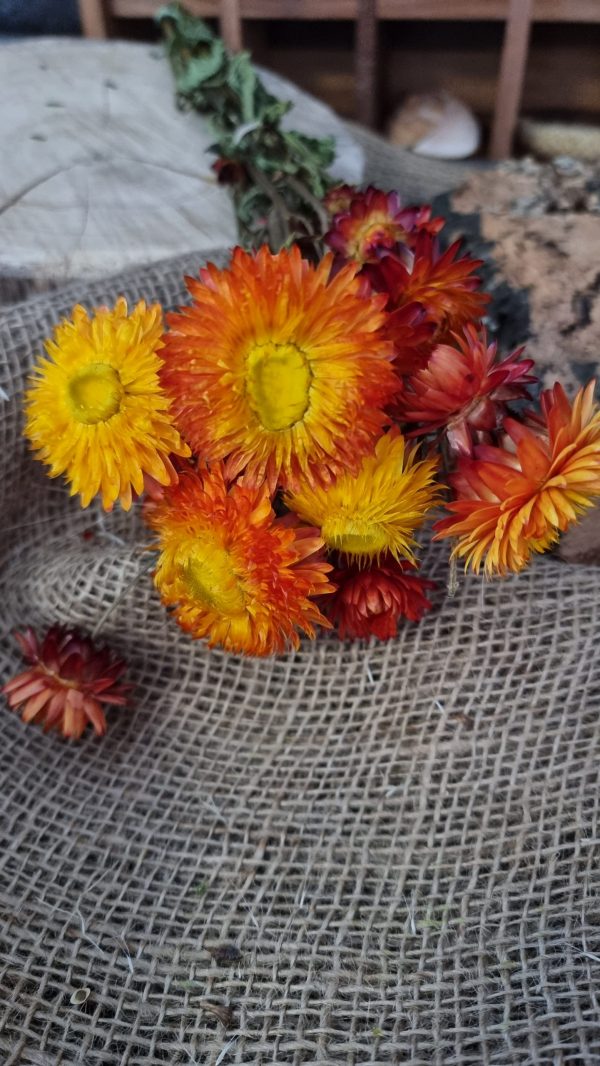 Strohblume Rodanthe Rhodanthe Helichrysum Blüten orange gelb Trockenblumen getrocknet Dekoidee Deko mit Naturmaterialien im Mrs Greenery Shop kaufen bestellen Naturdeko Deko natürlich dekorieren