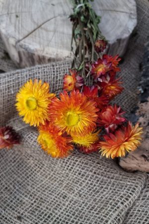 Strohblume Rodanthe Rhodanthe Helichrysum Blüten orange gelb Trockenblumen getrocknet Dekoidee Deko mit Naturmaterialien im Mrs Greenery Shop kaufen bestellen Naturdeko Deko natürlich dekorieren