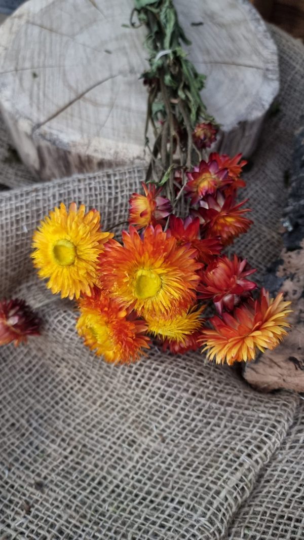 Strohblume Rodanthe Rhodanthe Helichrysum Blüten orange gelb Trockenblumen getrocknet Dekoidee Deko mit Naturmaterialien im Mrs Greenery Shop kaufen bestellen Naturdeko Deko natürlich dekorieren