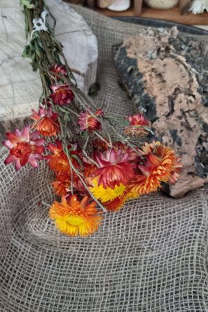 Strohblume Rodanthe Rhodanthe Helichrysum Blüten orange gelb Trockenblumen getrocknet Dekoidee Deko mit Naturmaterialien im Mrs Greenery Shop kaufen bestellen Naturdeko Deko natürlich dekorieren