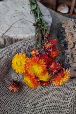 Strohblume Rodanthe Rhodanthe Helichrysum Blüten orange gelb Trockenblumen getrocknet Dekoidee Deko mit Naturmaterialien im Mrs Greenery Shop kaufen bestellen Naturdeko Deko natürlich dekorieren