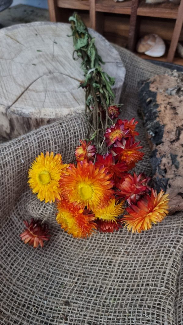 Strohblume Rodanthe Rhodanthe Helichrysum Blüten orange gelb Trockenblumen getrocknet Dekoidee Deko mit Naturmaterialien im Mrs Greenery Shop kaufen bestellen Naturdeko Deko natürlich dekorieren