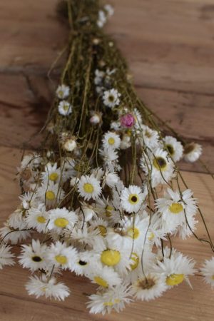 Strohblume Acroclinium weiß getrocknet im Bund Trockenblumen Kranz Kränze Kranzbinden