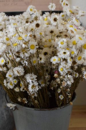 Strohblume Acroclinium weiß getrocknet im Bund Trockenblumen Kranz Kränze Kranzbinden