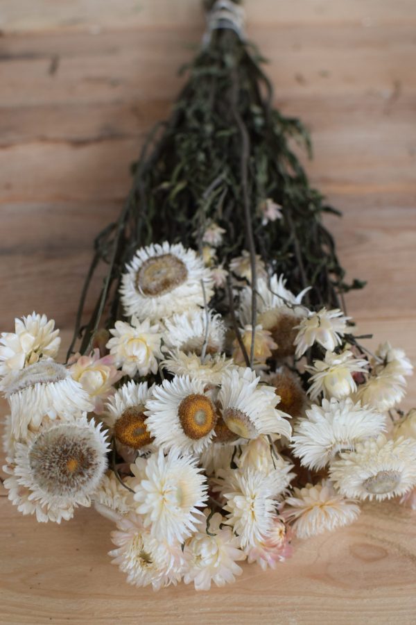Kreativsein mit Trockenblumen: Strohblumen Vintage mit Blüte weiss. Naturdeko Dekoidee Deko