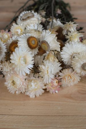 Kreativsein mit Trockenblumen: Strohblumen Vintage mit Blüte weiss. Naturdeko Dekoidee Deko