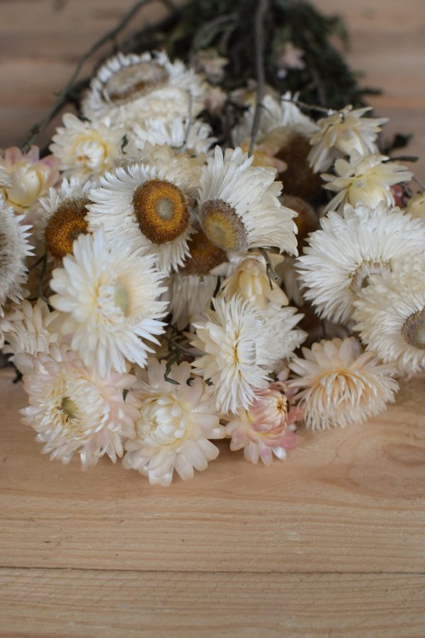 Kreativsein mit Trockenblumen: Strohblumen Vintage mit Blüte weiss. Naturdeko Dekoidee Deko