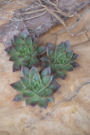 Sukkulente Mini Hauswurz ohne Wurzel kreativ kreativsein zum stecken Kränze kreativsein Naturdeko Naturmaterial im Mrs Greenery Shop bestellen kaufen