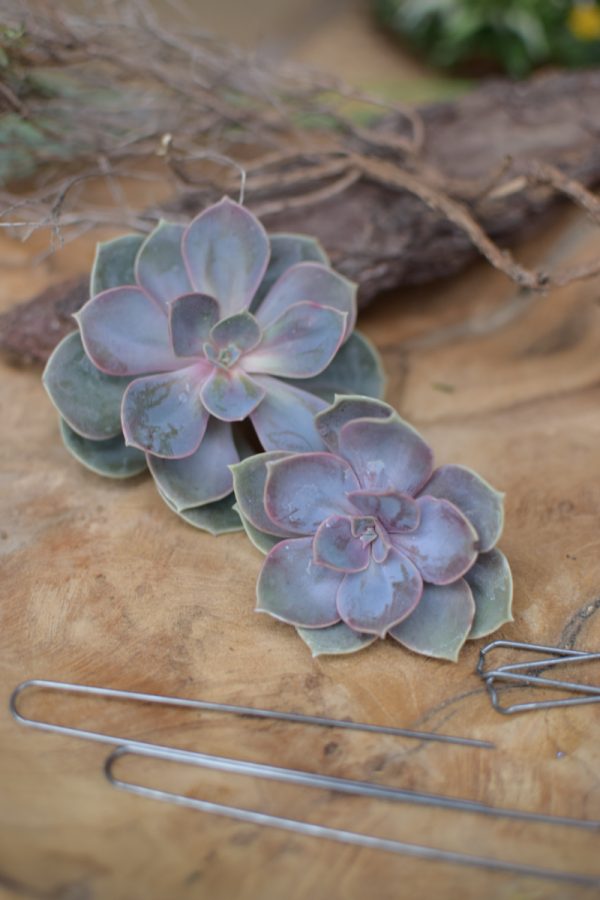 Sukkulente Mini Hauswurz ohne Wurzel kreativ kreativsein zum stecken Kränze kreativsein Naturdeko Naturmaterial im Mrs Greenery Shop bestellen kaufen