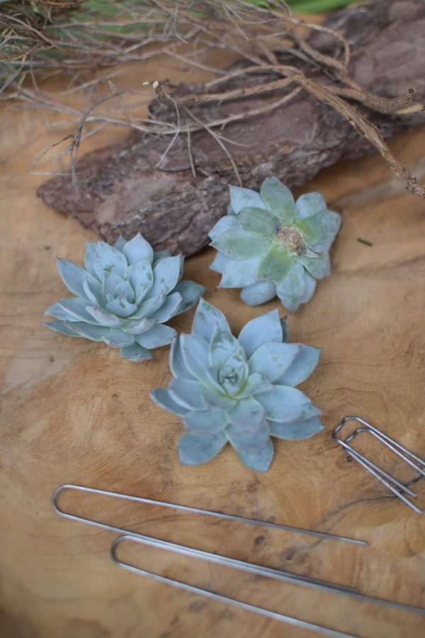 Sukkulente Mini Hauswurz ohne Wurzel kreativ kreativsein zum stecken Kränze kreativsein Naturdeko Naturmaterial im Mrs Greenery Shop bestellen kaufen