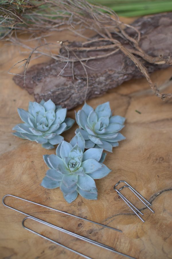 Sukkulente Mini Hauswurz ohne Wurzel kreativ kreativsein zum stecken Kränze kreativsein Naturdeko Naturmaterial im Mrs Greenery Shop bestellen kaufen
