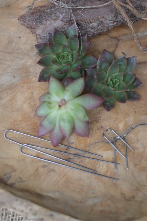 Sukkulente Mini Hauswurz ohne Wurzel kreativ kreativsein zum stecken Kränze kreativsein Naturdeko Naturmaterial im Mrs Greenery Shop bestellen kaufen