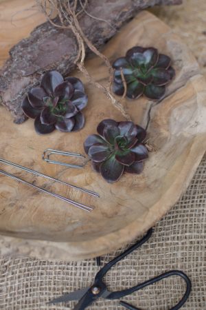 Sukkulente Mini Hauswurz ohne Wurzel kreativ kreativsein zum stecken Kränze kreativsein Naturdeko Naturmaterial im Mrs Greenery Shop bestellen kaufen