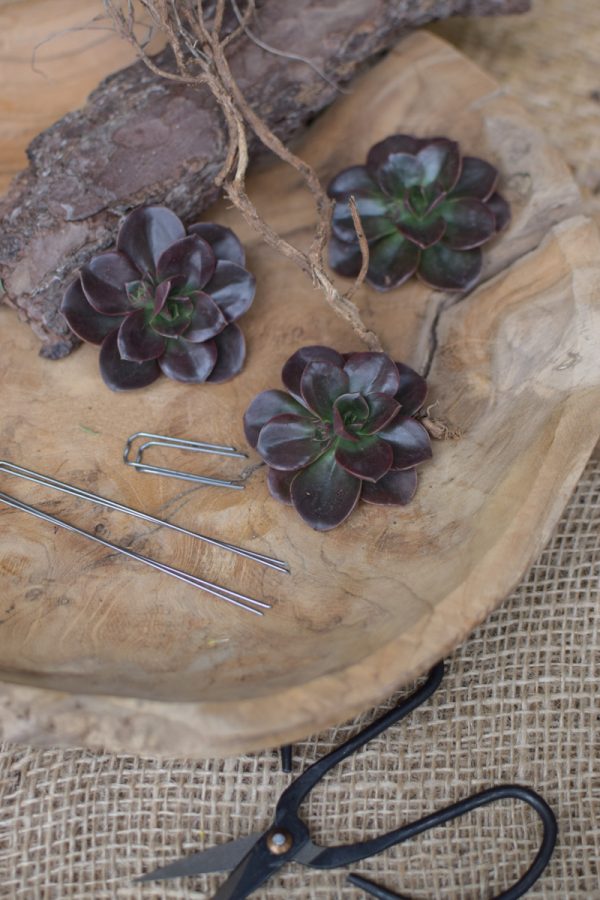 Sukkulente Mini Hauswurz ohne Wurzel kreativ kreativsein zum stecken Kränze kreativsein Naturdeko Naturmaterial im Mrs Greenery Shop bestellen kaufen