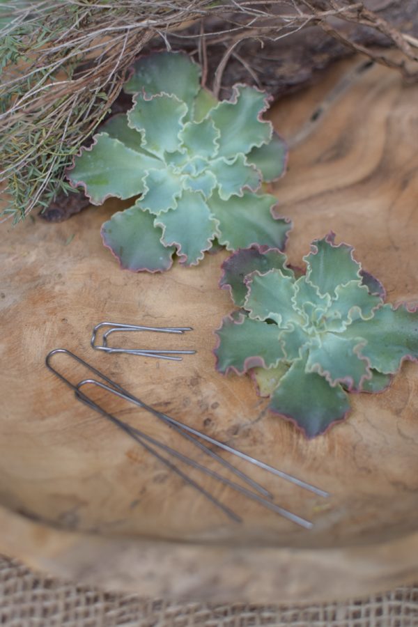 Sukkulente Mini Hauswurz ohne Wurzel kreativ kreativsein zum stecken Kränze kreativsein Naturdeko Naturmaterial im Mrs Greenery Shop bestellen kaufen