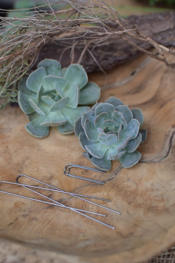 Sukkulente Mini Hauswurz ohne Wurzel kreativ kreativsein zum stecken Kränze kreativsein Naturdeko Naturmaterial im Mrs Greenery Shop bestellen kaufen