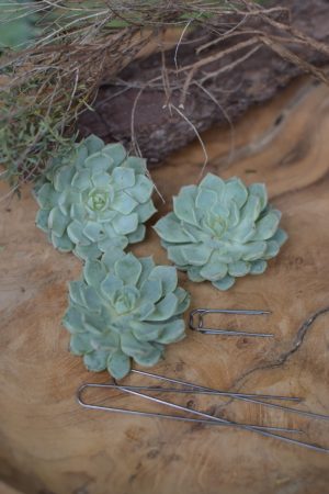 Sukkulente Mini Hauswurz ohne Wurzel kreativ kreativsein zum stecken Kränze kreativsein Naturdeko Naturmaterial im Mrs Greenery Shop bestellen kaufen