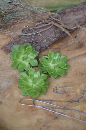 Sukkulente Mini Hauswurz ohne Wurzel kreativ kreativsein zum stecken Kränze kreativsein Naturdeko Naturmaterial im Mrs Greenery Shop bestellen kaufen