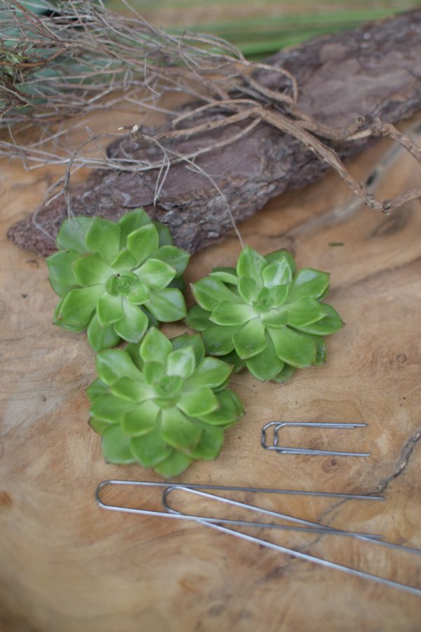 Sukkulente Mini Hauswurz ohne Wurzel kreativ kreativsein zum stecken Kränze kreativsein Naturdeko Naturmaterial im Mrs Greenery Shop bestellen kaufen